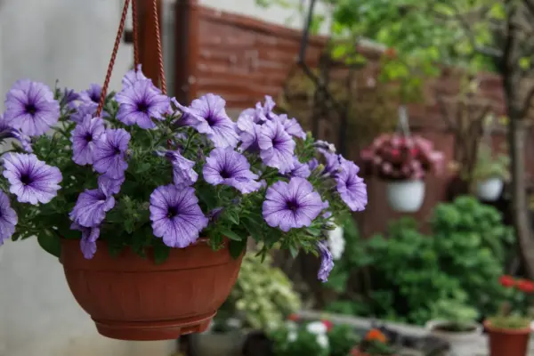 Surfinia (Petunia surfinia) – tot ce trebuie să știi despre plantare și îngrijire