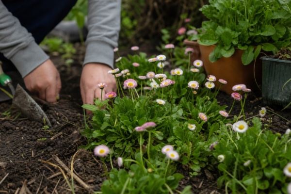 Bănuței (Bellis perennis) – plantare, udare și întreținere