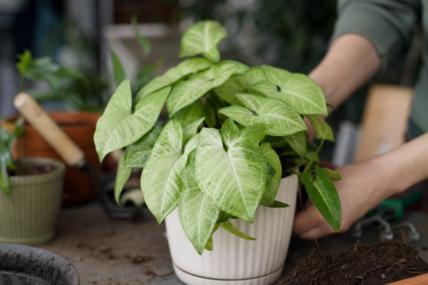 Syngonium (Syngonium podophyllum) – plantare și îngrijire pas cu pas