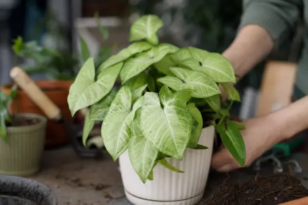 Syngonium (Syngonium podophyllum) – plantare și îngrijire pas cu pas