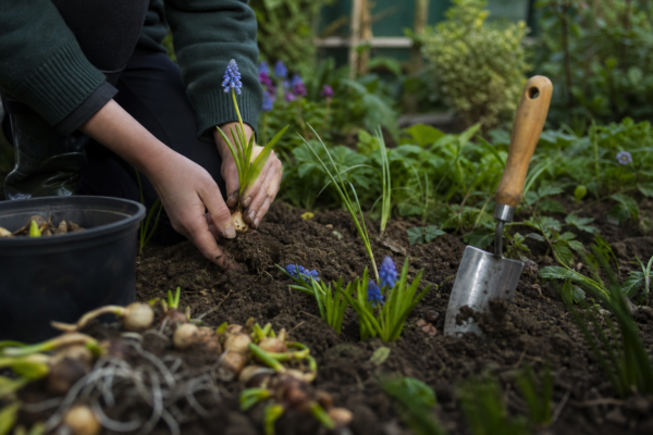 Muscari (Muscari armeniacum) – de la plantare la întreținerea de zi cu zi