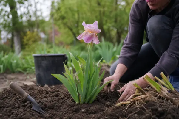Stânjenel (Iris germanica) – condiții de creștere, plantare și îngrijire
