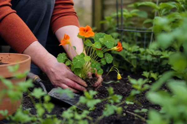Condurul doamnei (Tropaeolum majus): cum se plantează și cum se îngrijește corect