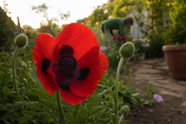 Mac de grădină (Papaver orientale) – sfaturi pentru plantare, creștere și întreținere