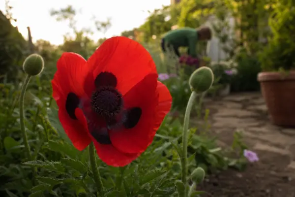 Mac de grădină (Papaver orientale) – sfaturi pentru plantare, creștere și întreținere