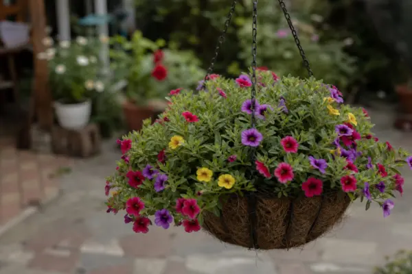 Calibrachoa (Calibrachoa hybrida) – condiții de creștere, plantare și îngrijire