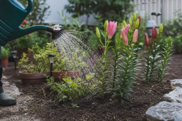 Crin (Lilium) – plantare, udare și întreținere