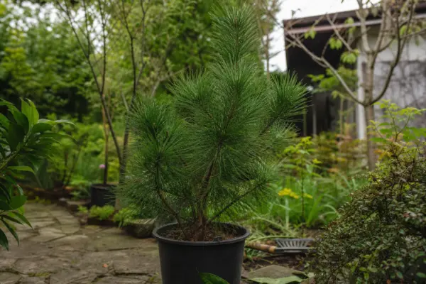 Pin negru (Pinus nigra) – ghid practic de plantare și îngrijire