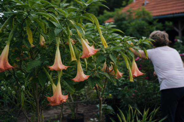 Trâmbița îngerilor (Brugmansia suaveolens) – plantare, îngrijire și greșeli de evitat