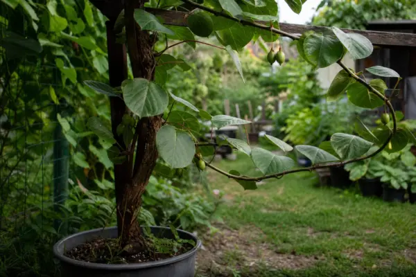 Kiwi (Actinidia arguta) – ghid practic de plantare și îngrijire
