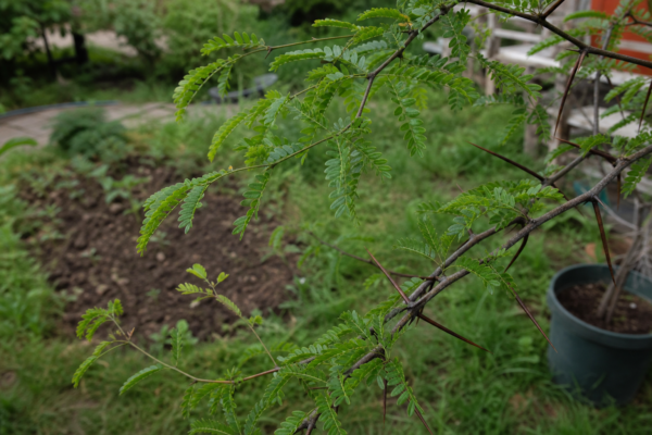 Glădiță (Gleditsia triacanthos): cum se plantează și cum se îngrijește corect