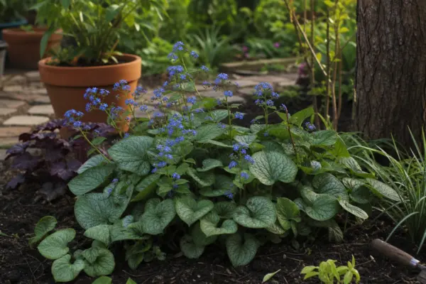 Brunnera macrophylla: cum se plantează și cum se îngrijește corect