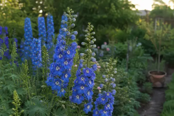 Nemțișor (Delphinium elatum) – sfaturi pentru plantare, creștere și întreținere