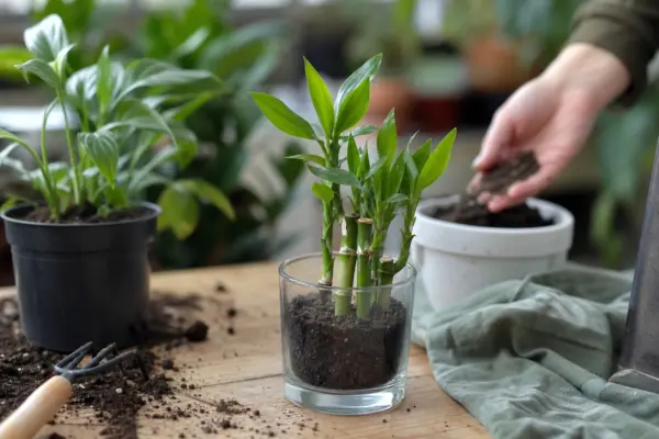 Bambus norocos (Dracaena sanderiana) – ghid complet de cultivare și îngrijire