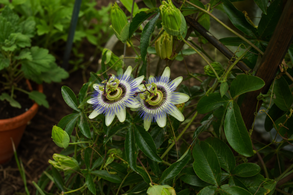 Floarea pasiunii (Passiflora caerulea) – plantare, îngrijire și greșeli de evitat