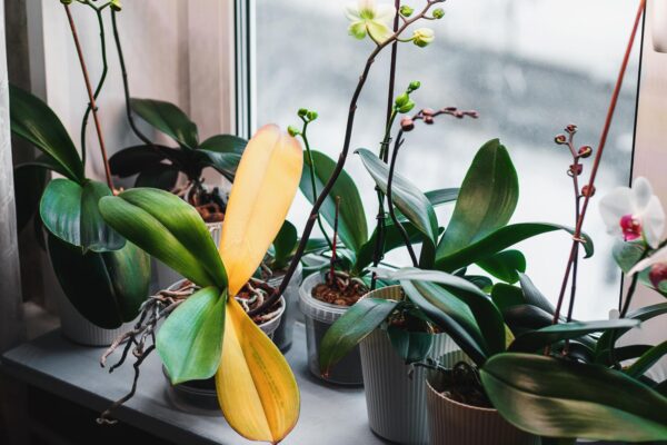 Cum îngrijești plantele de apartament iarna