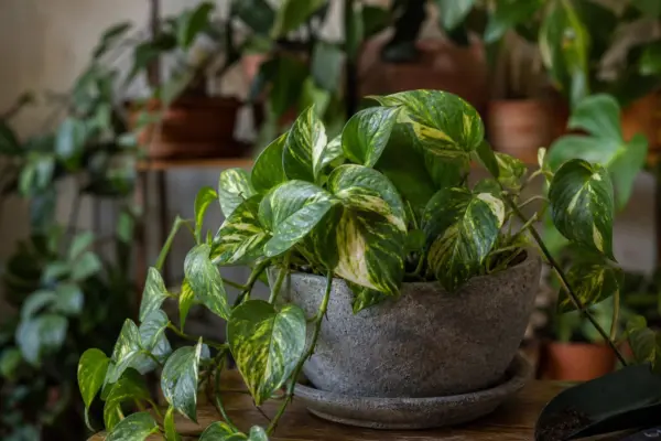 Pothos (Epipremnum aureum) – de la plantare la întreținerea de zi cu zi