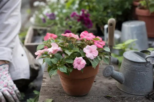 Sporul casei (Impatiens walleriana) – sfaturi utile pentru plantare și îngrijire
