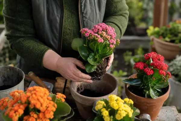 Kalanchoe (Kalanchoe blossfeldiana) – tot ce trebuie să știi despre plantare și îngrijire