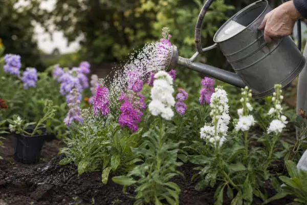 Micșunele (Matthiola incana) – plantare, udare și întreținere