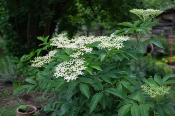 Soc (Sambucus nigra) – condiții de creștere, plantare și îngrijire