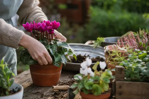 Ciclama (Cyclamen persicum) – sfaturi utile pentru plantare și îngrijire
