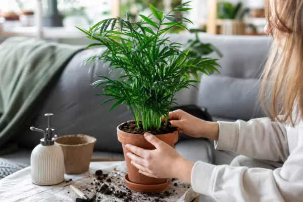 Palmier de cameră (Chamaedorea elegans) – sfaturi pentru plantare, creștere și întreținere