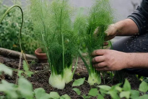 Fenicul (Foeniculum vulgare) – sfaturi utile pentru plantare și îngrijire