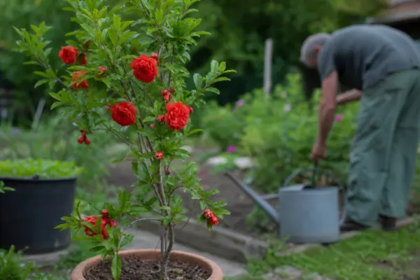 Rodie ornamentală (Punica granatum) – ghid pas cu pas de plantare și întreținere