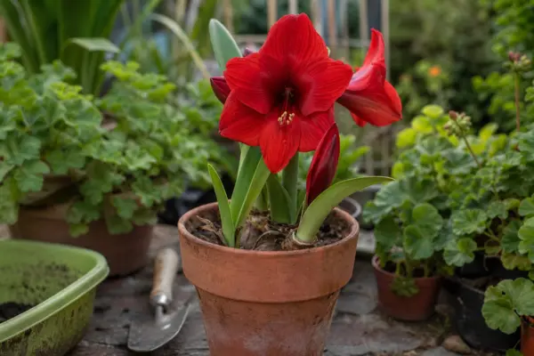 Amaryllis (Hippeastrum hybridum) – ghid practic de plantare și îngrijire