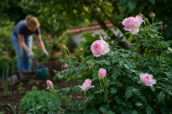 Trandafirul (Rosa) – ghid complet de cultivare și îngrijire