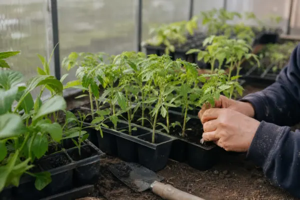 Ce poți planta în solar la începutul primăverii