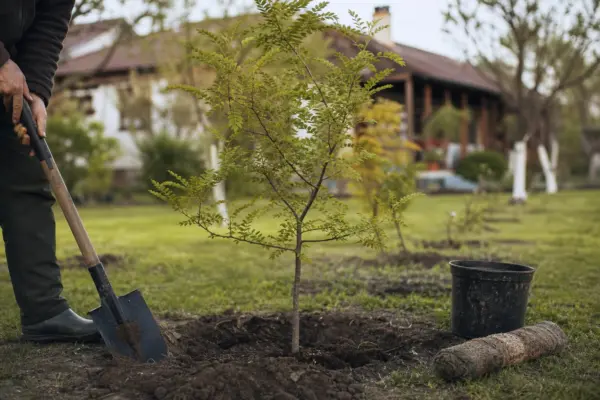 Glădiță (Gleditsia triacanthos) – plantare și îngrijire pas cu pas