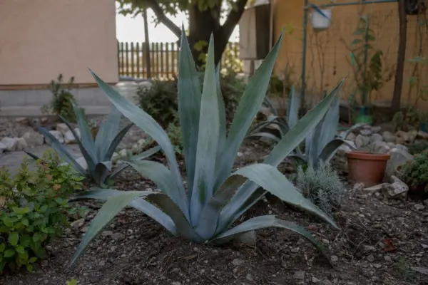 Agavă (Agave americana) – condiții de creștere, plantare și îngrijire