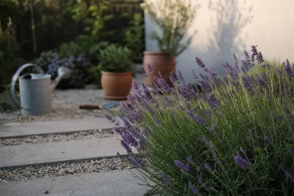 Lavanda (Lavandula angustifolia) – ghid practic de plantare și îngrijire