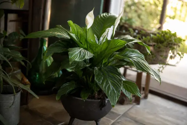 Aspidistra (Aspidistra elatior) – ghid pas cu pas de plantare și întreținere