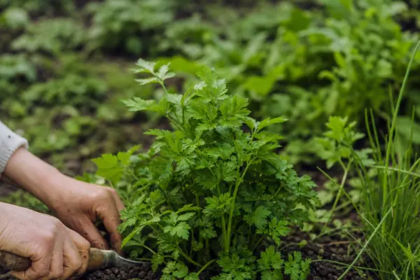 Pătrunjel (Petroselinum crispum) – plantare și îngrijire pas cu pas