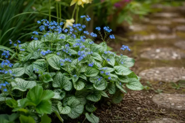 Brunnera (Brunnera macrophylla) – sfaturi de plantare și îngrijire