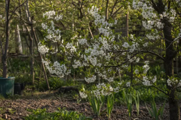 Cireș (Prunus avium) – tot ce trebuie să știi despre plantare și îngrijire
