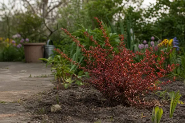 Dracila (Berberis thunbergii) – tot ce trebuie să știi despre plantare și îngrijire