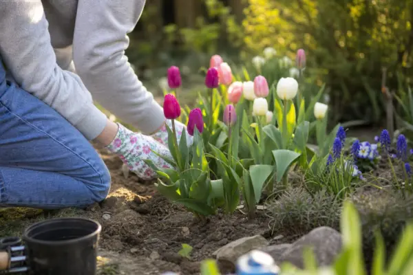 Laleaua (Tulipa) – sfaturi de plantare și îngrijire