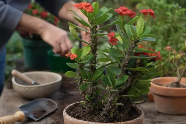 Coroana de spini (Euphorbia milii) – ghid complet de cultivare și îngrijire