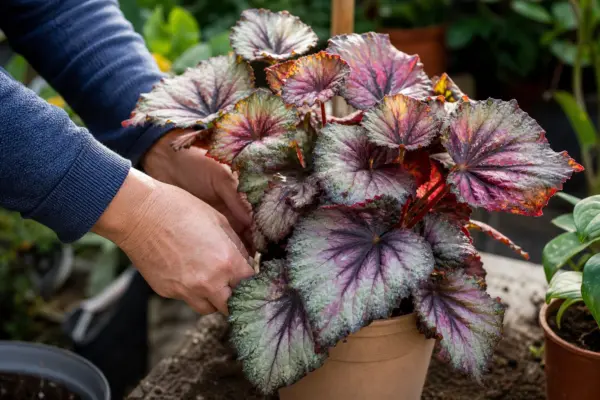 Begonia (Begonia rex) – ghid practic de plantare și îngrijire