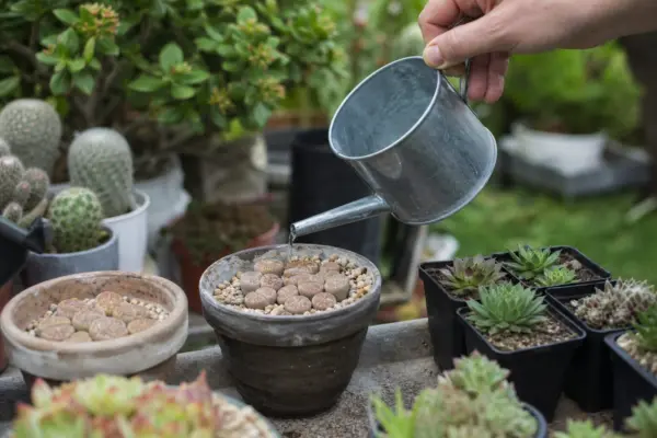Lithops (Lithops pseudotruncatella) – plantare, udare și întreținere