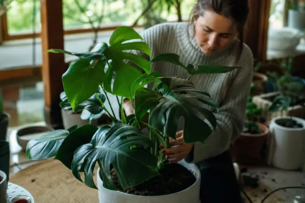 Monstera (Monstera deliciosa) – tot ce trebuie să știi despre plantare și îngrijire