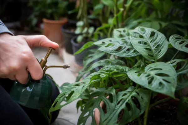 Monstera găurită (Monstera adansonii) – ghid practic de plantare și îngrijire