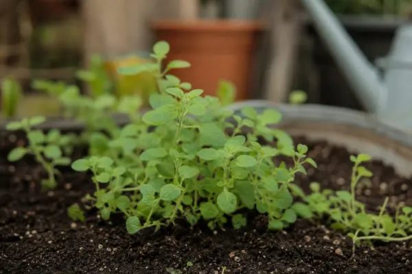 Răsaduri de oregano: de la semințe mici la plante aromate