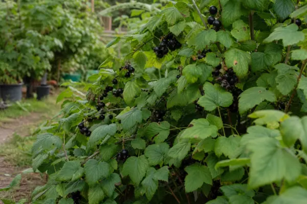 Coacăz negru (Ribes nigrum) – plantare și îngrijire pas cu pas