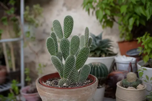 Limba-soacrei (cactus) (Opuntia microdasys) – plantare și îngrijire pas cu pas