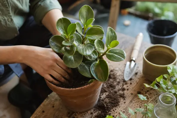 Peperomia (Peperomia obtusifolia) – plantare și îngrijire pas cu pas